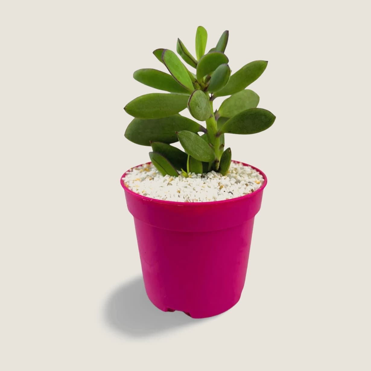 Senecio crassissimus