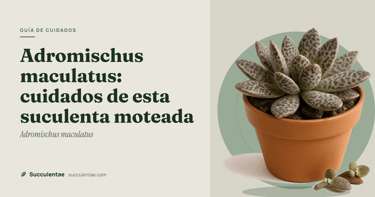 Adromischus maculatus: cuidados de esta suculenta moteada