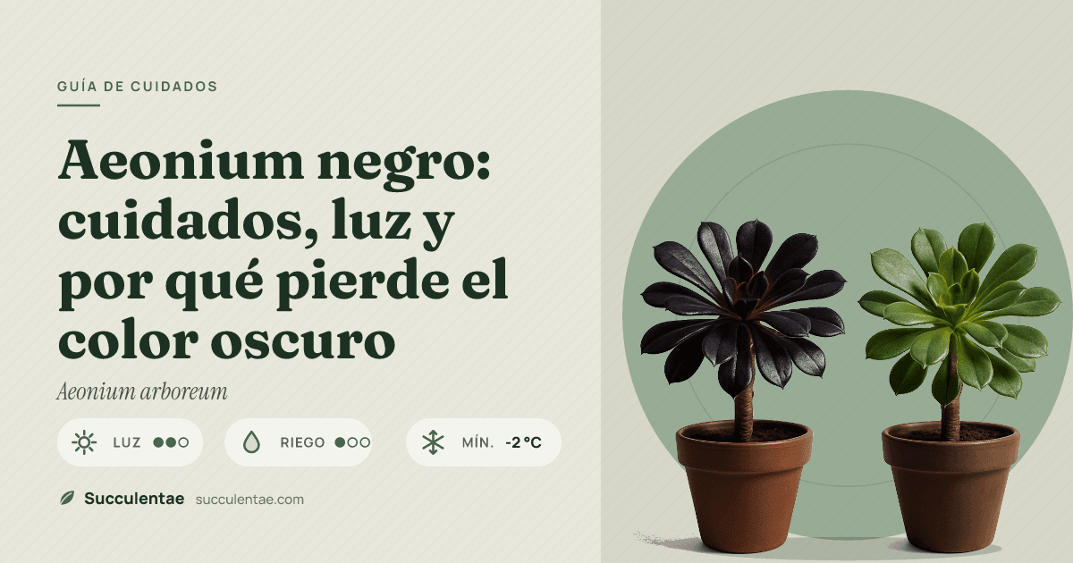 Aeonium negro: cuidados, luz y por qué pierde el color oscuro