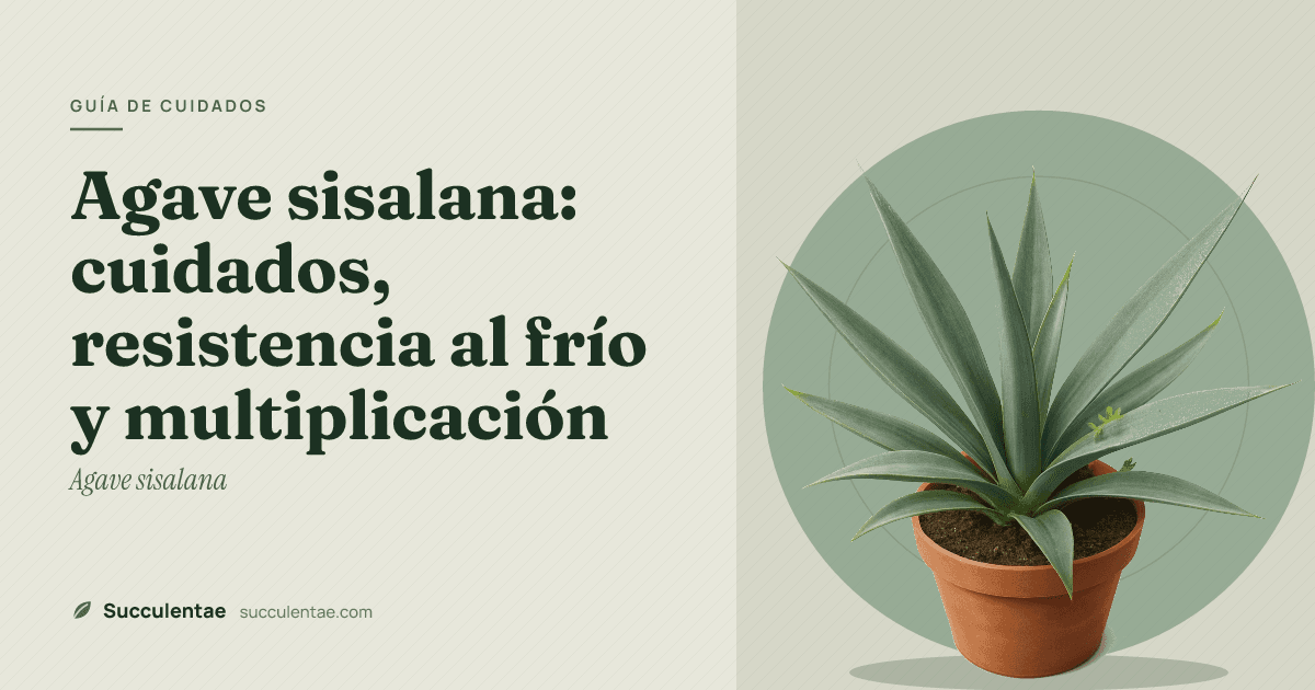 Agave sisalana: cuidados, resistencia al frío y multiplicación