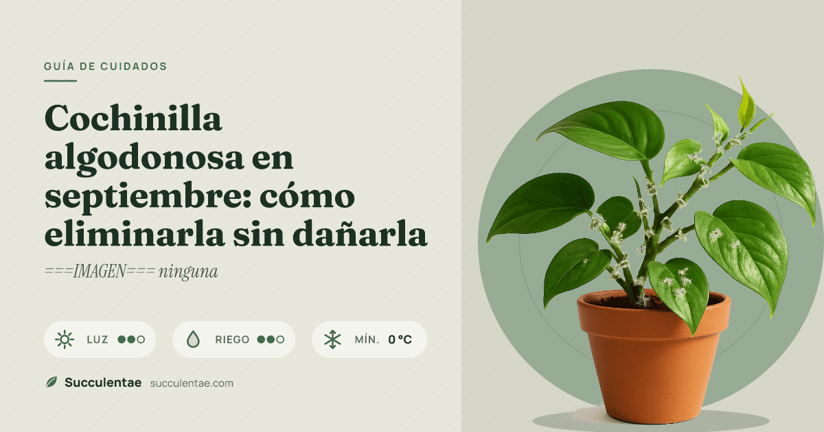 Cochinilla algodonosa en septiembre: cómo eliminarla sin dañarla