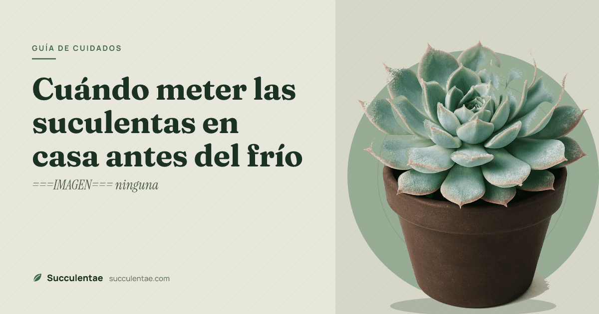 Cuándo meter las suculentas en casa antes del frío