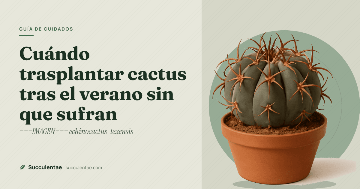 Cuándo trasplantar cactus tras el verano sin que sufran