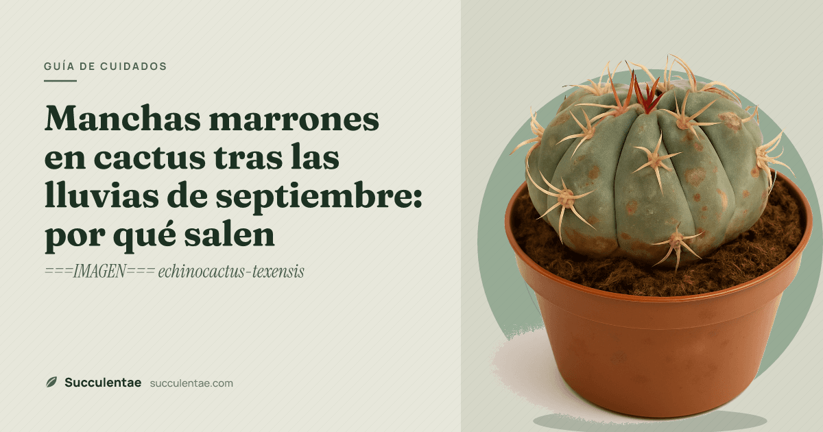 Manchas marrones en cactus tras las lluvias de septiembre: por qué salen