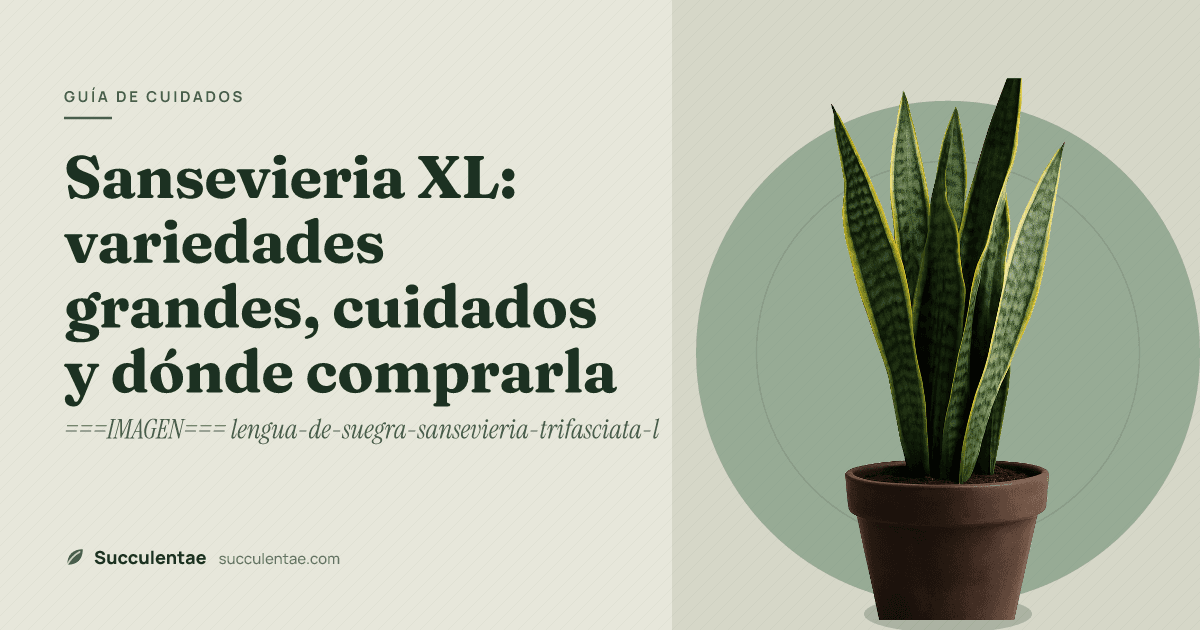 Sansevieria XL: variedades grandes, cuidados y dónde comprarla
