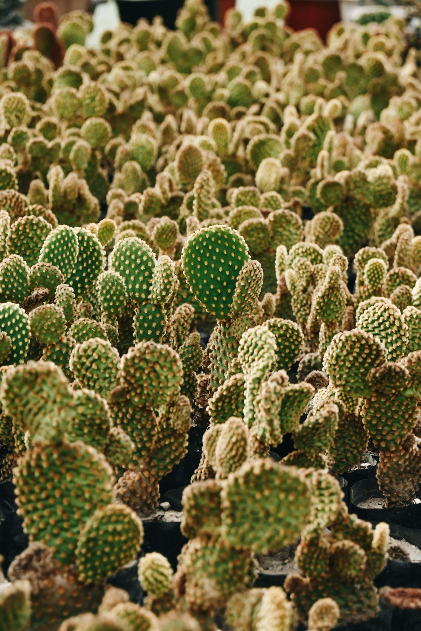 Vivero Succulentae · Campo de Opuntia en producción, Almería