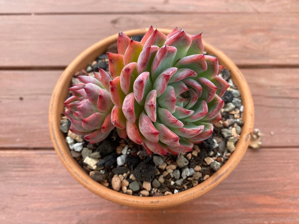 Vivero Succulentae · Echeverias en maceta terracota, substrato mineral