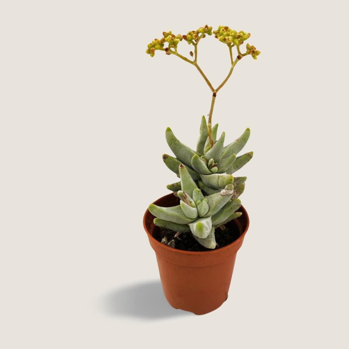 Crassula Cornuta