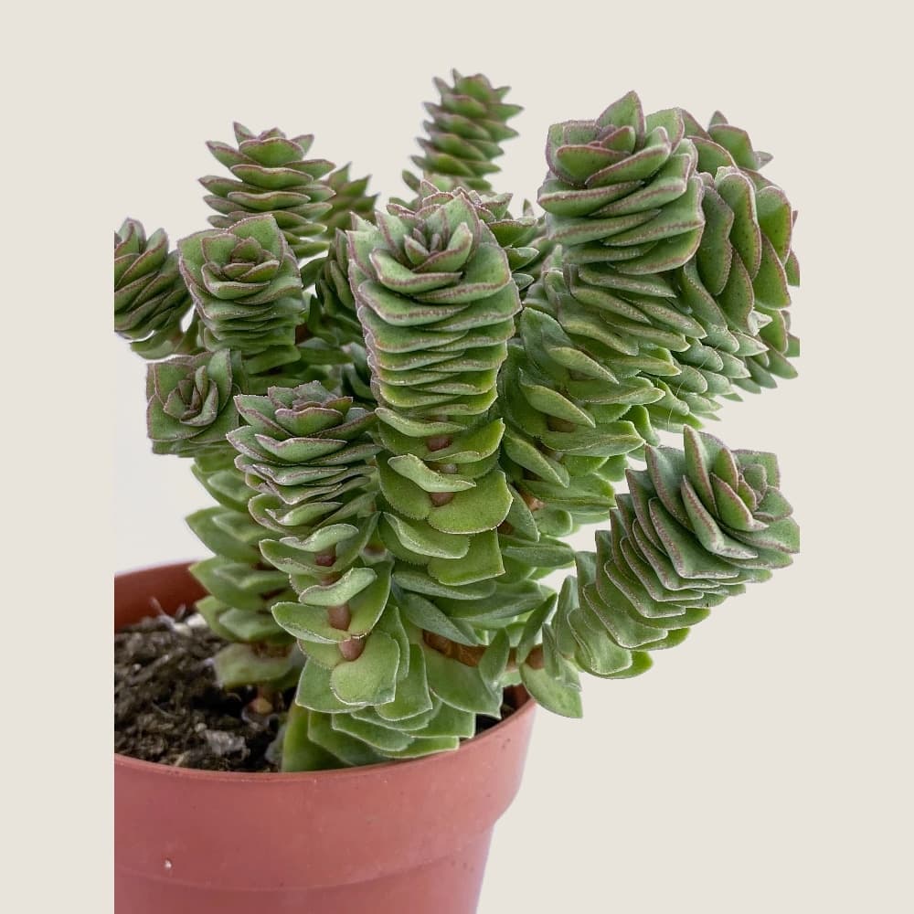 Crassula perforata-mod1