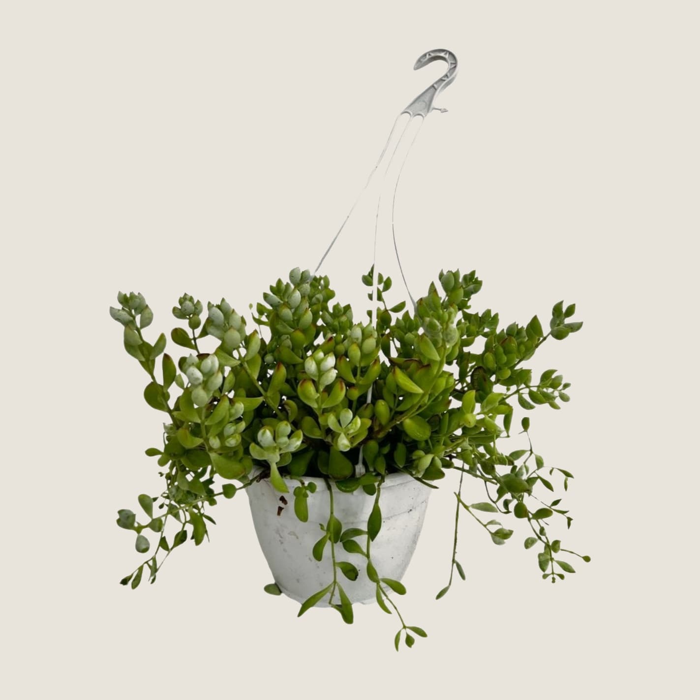 Crassula