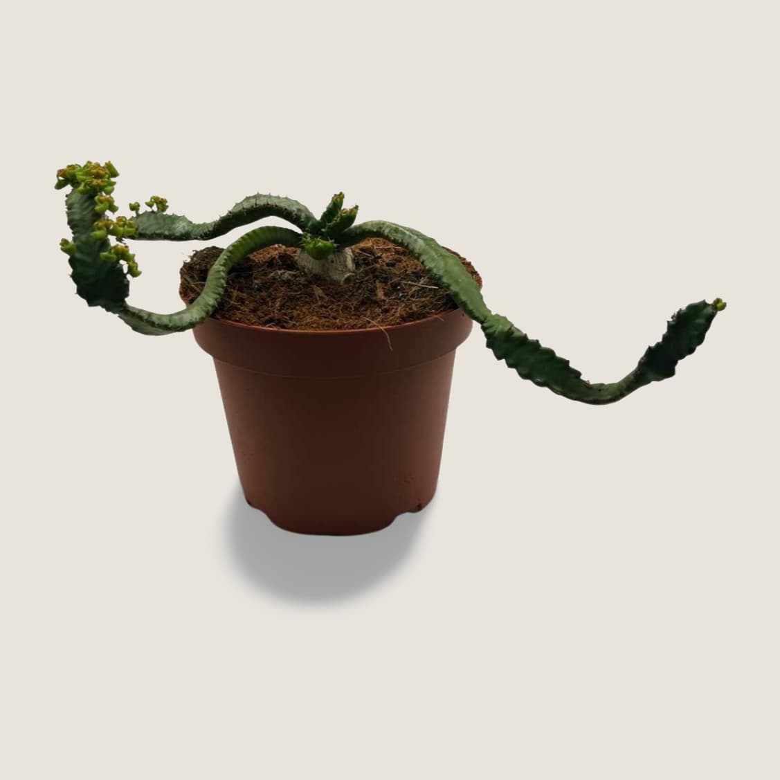 Euphorbia gorgonis