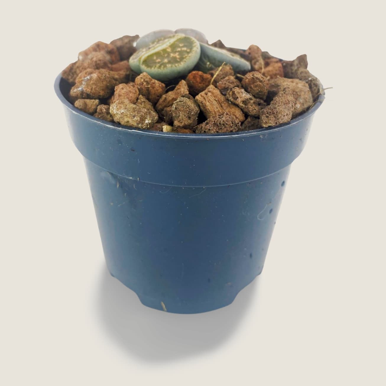 Lithops L