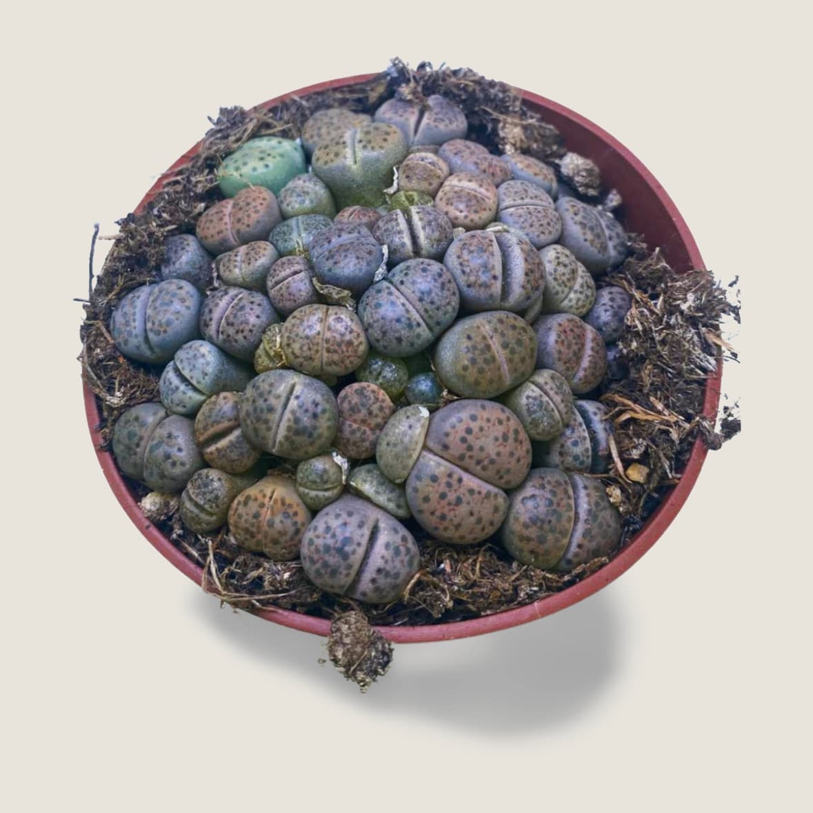 Lithops M