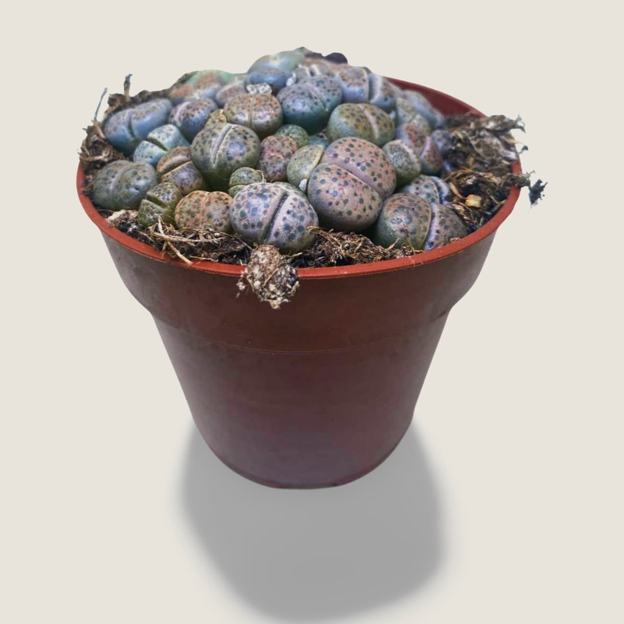 Lithops
