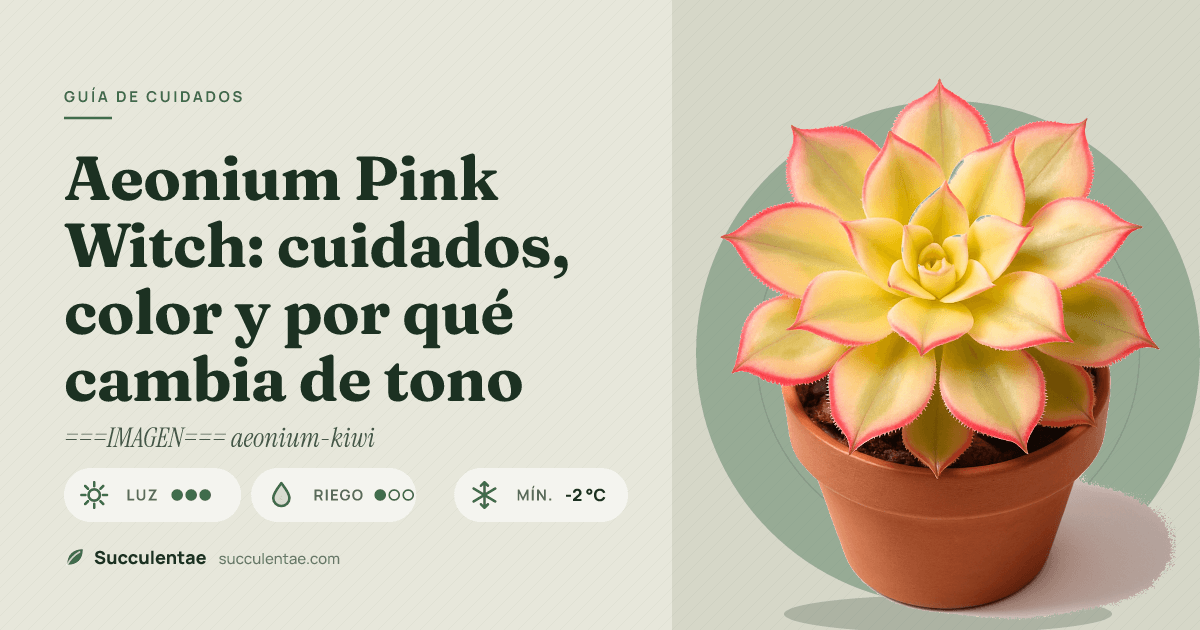 Aeonium Pink Witch: cuidados, color y por qué cambia de tono