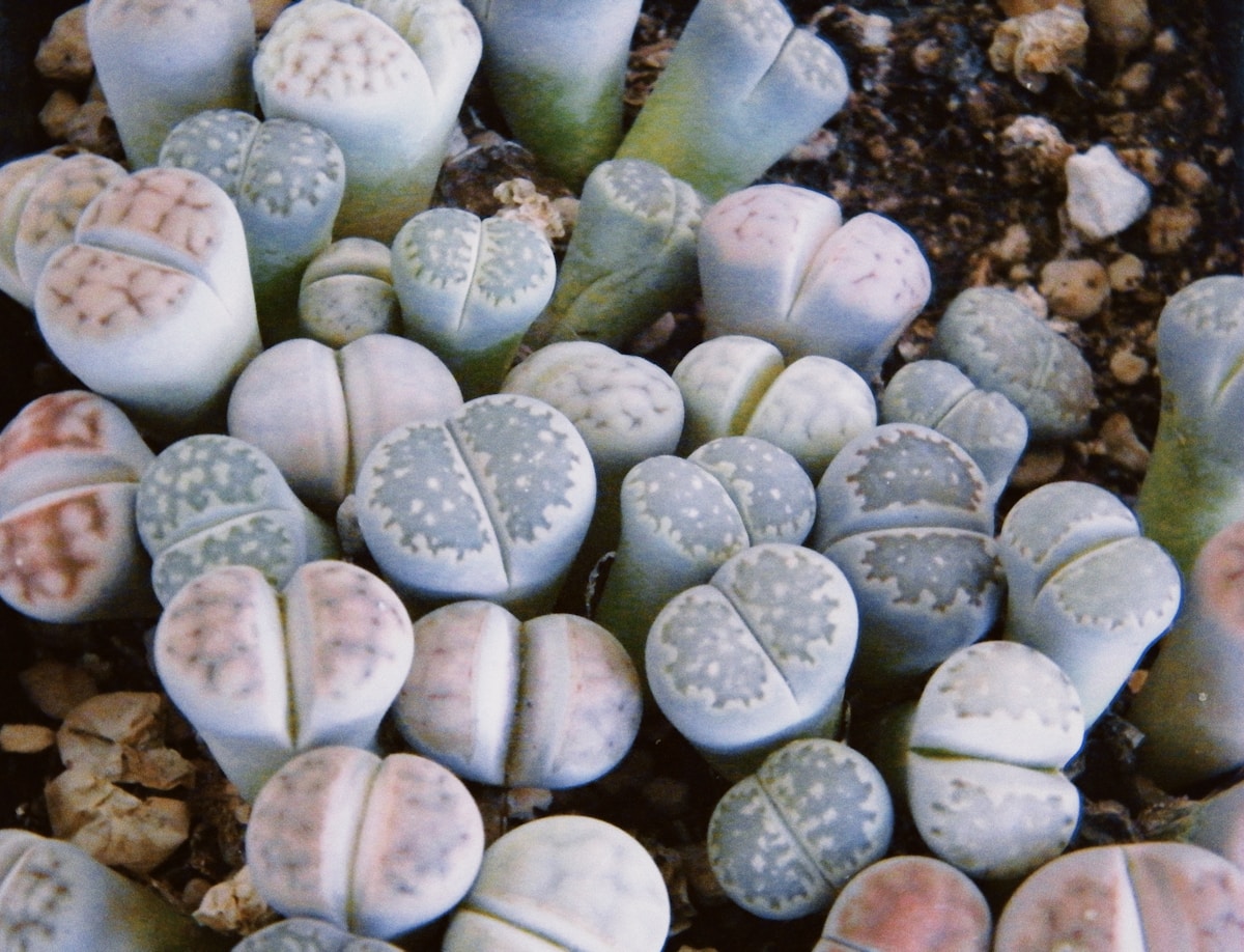 Vivero Succulentae · Lithops sobre substrato mineral, detalle