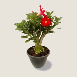 Adenium rojo big