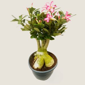 Adenium rosa big ok