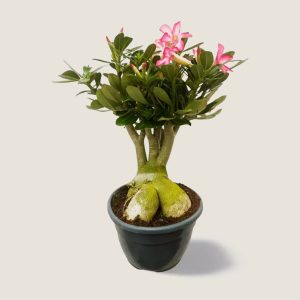 Adenium rosa big