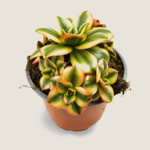 Aeonium Decorum Variegatum Amarillo
