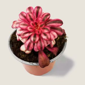 Aeonium Medusa