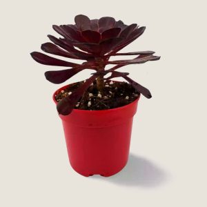 Aeonium Morticia