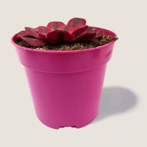 Aeonium pink witch