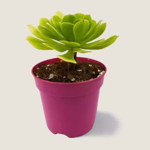 Aeonium Pseudomacrochele