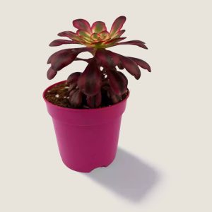 Aeonium Red Garnet Yellow Variegated aka Vulcan