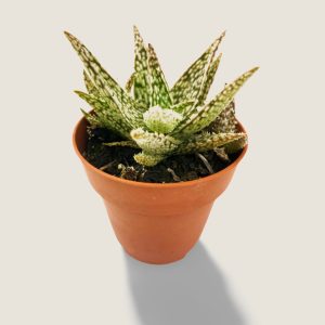 Aloe White Lightning
