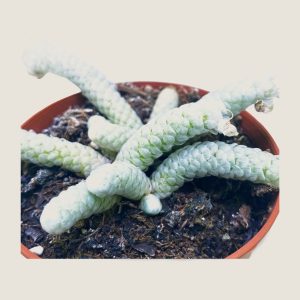 Avonia p 2apyracea