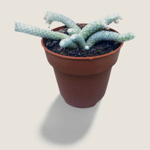Avonia papyracea