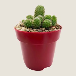 Aylostera pseudodeminuta