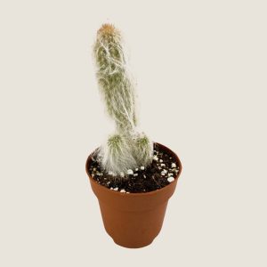 Cephalocereus Cabea