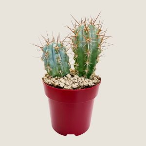 Cereus azul