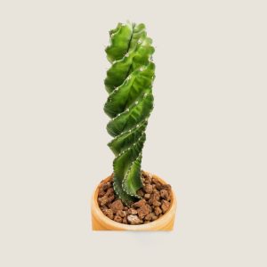 Cereus Forbesii Spiralis
