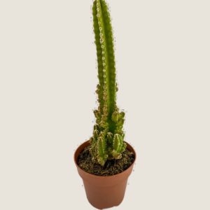Cereus tetragonus