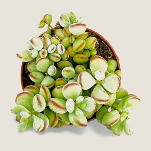Cotyledon pendens