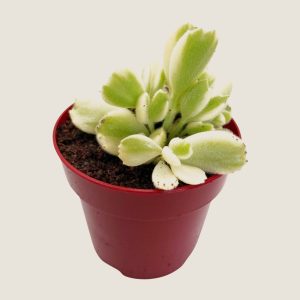 Cotyledon tomentosa variegada