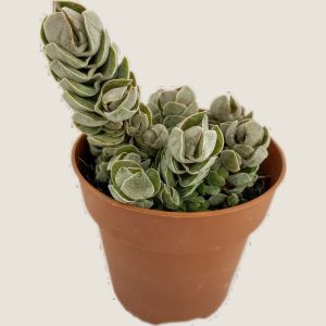 Crassula Buddha Temple