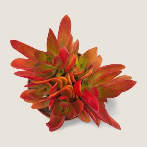 Crassula capitella 'Campfire'