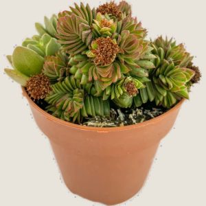 Crassula Estagnol