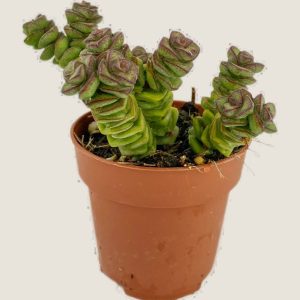 Crassula Jade Necklace