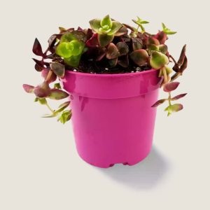 Crassula marginalis Hanging basket