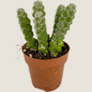 Crassula Moonglow
