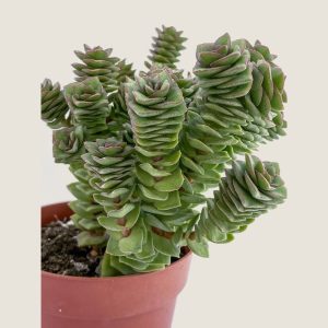 Crassula perforata-mod1