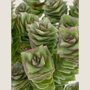 Crassula perforata-mod1.02