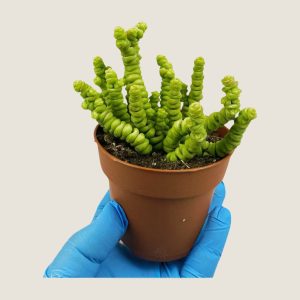 Crassula perforata
