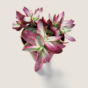 Crassula Rubricaulis Candy Cane