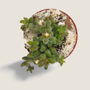 Delosperma echinatum